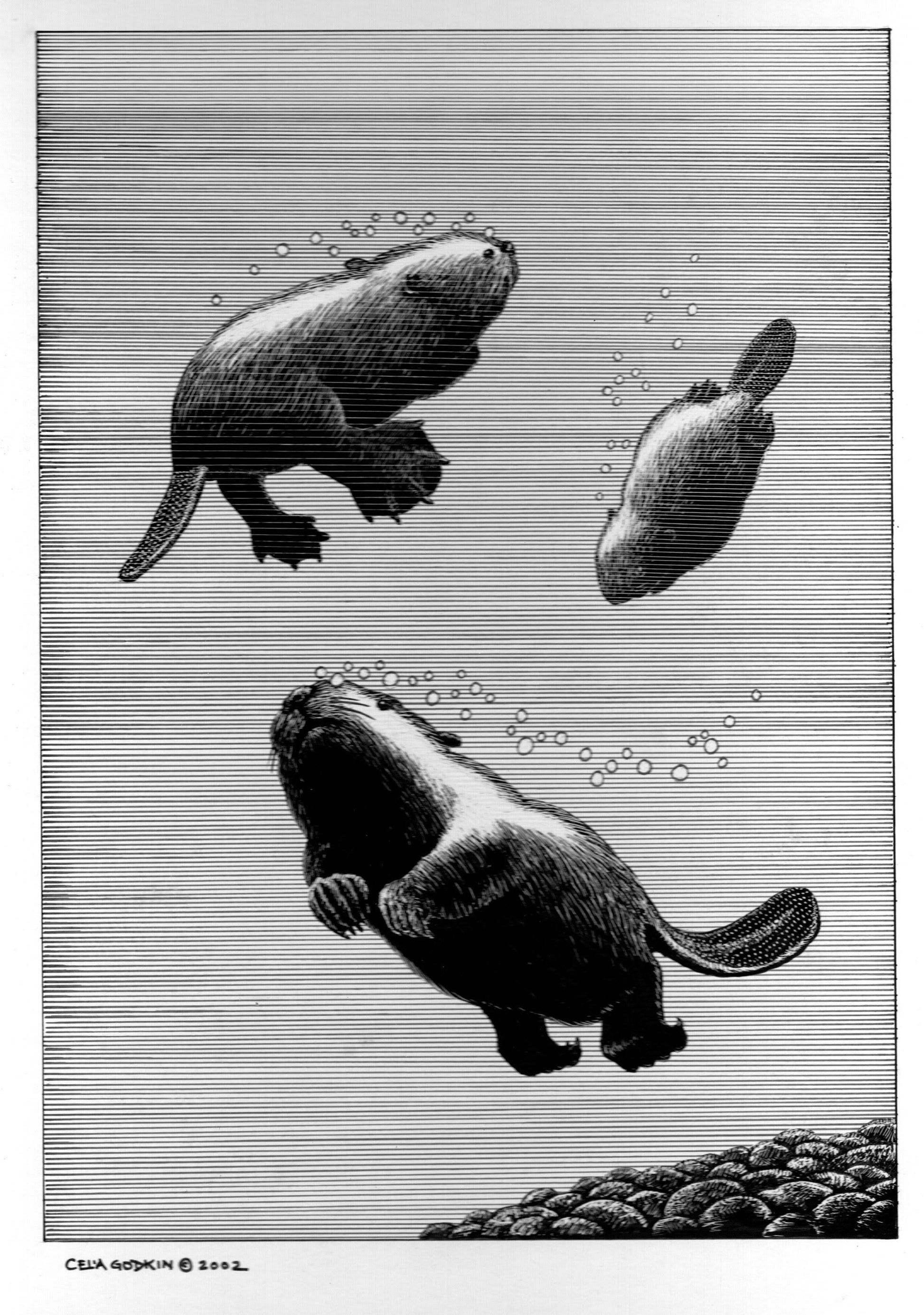 Celia Godkin - Beavers Go Swimming Cover Image