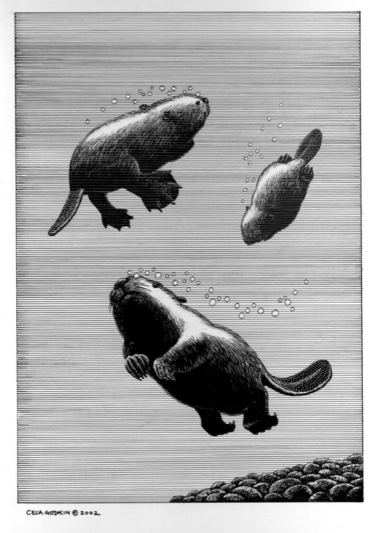 Celia Godkin - Beavers Go Swimming